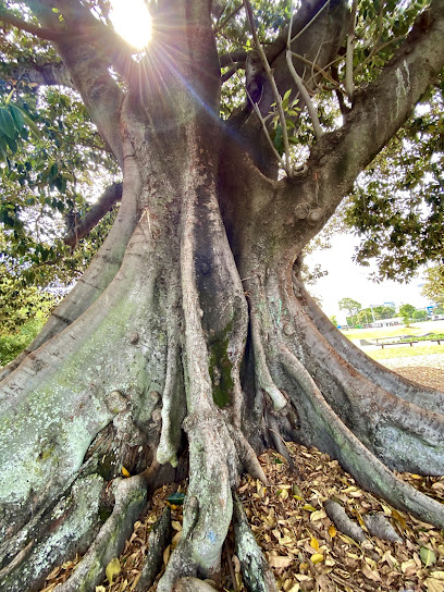 Davies Park